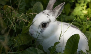 兔子眼睛周围毛结痂怎么办？