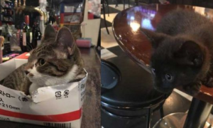 两只招财猫坐镇 带你看日本一家超暖心的台球店