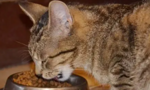 猫吃辣椒油怎么办？