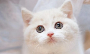 在广州乳白猫咪价格是多少？猫叔来解答