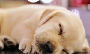 狗狗睡觉有这几个动作，说明没白养