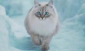 西伯利亚猫的毛应该如何护理