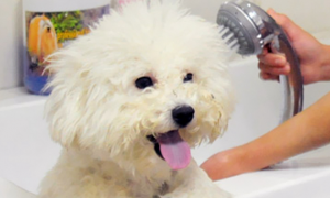 kojima狗狗沐浴露好吗，宠物怎么正确使用沐浴露？