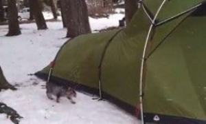 露营时被浪猫入侵帐篷 只是想找个庇护所保身
