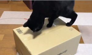 黑猫试图打开纸箱进去玩 意外被发现是左撇子!