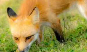 赤狐-150：一种容易饲养的宠物