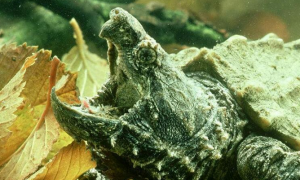 大鳄龟腐甲怎么治疗，想知道的看过来！