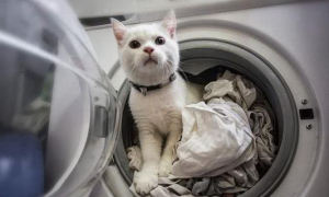宠主把衣服放进洗衣机，却发现自家猫咪不见了，十分钟后：快送医院