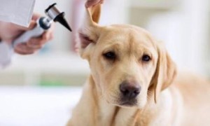 狗狗普遍的三大耳道疾病？你知道吗