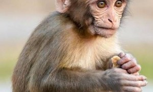 “猴痘”病毒是什么？宠物会传播吗？