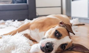 你知道狗狗胸膜炎的症状吗？养狗必看！