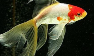 红白草金鱼怎么养？