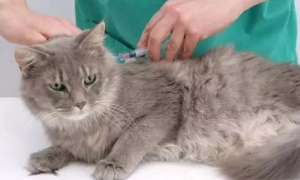 猫咪疫苗会失效吗？
