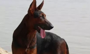 莱州红犬——高大威猛的犬界“金刚”