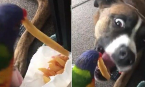 鹦鹉从纸袋中叼出金黄色薯条 喂食给好朋友狗狗