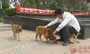 爆炸事故后许多宠物成了流浪动物 希望有爱心人士收养