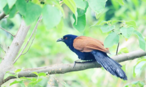 云南孟连首次发现国家二级保护动物褐翅鸦鹃