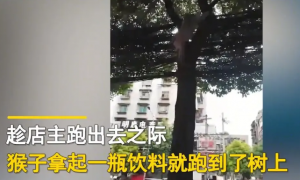 贵州贵阳一只猴子走进便利店偷饮料的视频引起网友们的热议