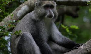 不常见的多格特青长尾猴是国家一级保护动物吗？