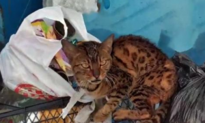 身价不菲的孟加拉豹猫，沦落到以垃圾为食，品种猫为什么会流浪？