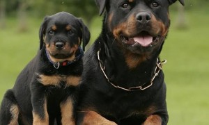合适家庭喂养的3种护卫犬，有了你喜爱的吗？