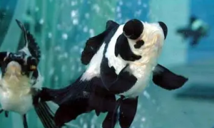 熊猫金鱼怎么养？该鱼饲养难度不大