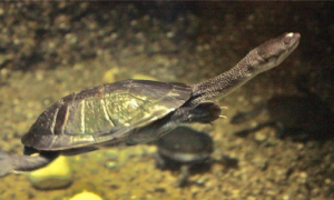 新几内亚龟的外形特征和饲养方式