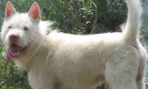 我国本土犬种之“下司犬”：来自贵州山区的顶级猎犬！