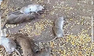 家中老鼠疯狂偷吃玉米，逮来两只中华田园猫，不料第二天满地狼藉