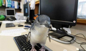 墨尔本动物园企鹅宝宝喜欢和人在一起待在办公室内