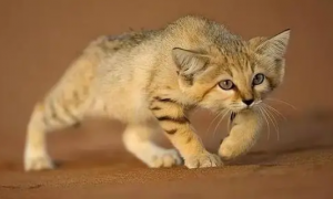 体重不足6斤的沙漠猫，却把毒蛇当辣条吃，喝水怎么解决？