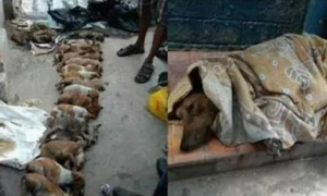 印度两名护理系女生残杀16只幼犬被捕，绝望的狗狗惨叫身亡……