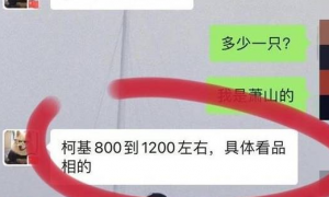 杭州网友一次买狗经历，八百元变成一万元