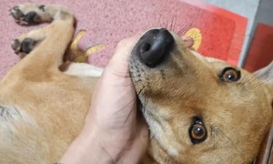 狗狗的鼻头为什么不黑？