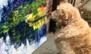 金毛被马路边的画吸引住，坐地不动，网民：它是一条懂造型艺术的狗