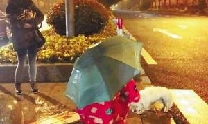 狗狗不吃不喝在风雨中等候抛弃它的主人