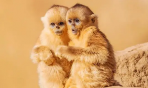 川金丝猴的生活习性和特征