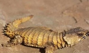 南非有一种奇特的蜥蜴，背部有盔甲，逃跑方式却像犰狳！