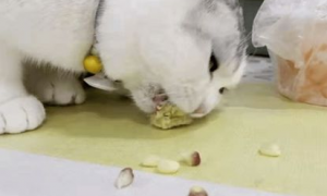 萌宠小知识：猫吃玉米吐了怎么办？