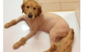 狗狗剃毛的危害 什么时候才能给狗狗剃毛？