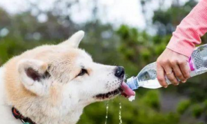 狗狗喝水都吐怎么办？