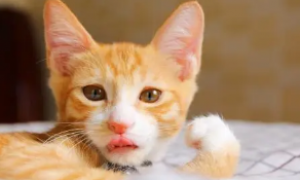 喂猫咪吃了个草莓，结果它的表情萌翻了，网友直呼：想打包带走！