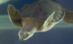 猪鼻龟的繁殖方式有哪些？