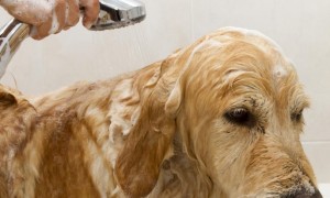 珊朵啦宠物洗发水怎么洗？看这篇文章就知道了