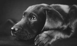 纯黑色拉布拉多犬有多么的美丽动人？这5点个性特征令人“魂牵梦萦”
