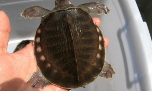 圆澳龟可以冷水过冬吗？