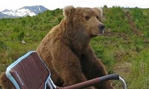 俄罗斯男子钓鱼时，一头熊突然走过来