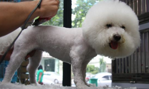 夏季给狗狗剃毛是真的降温吗？