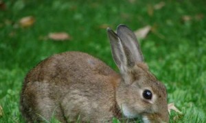 医生给两只小兔打了病毒，没想到全国90％以上的兔子很快都死了