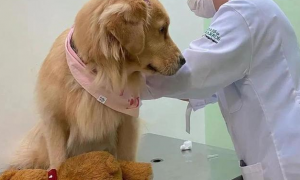狗狗去医院打针，却发觉控制不住自身的腿：莫名其妙了解是怎么回事？